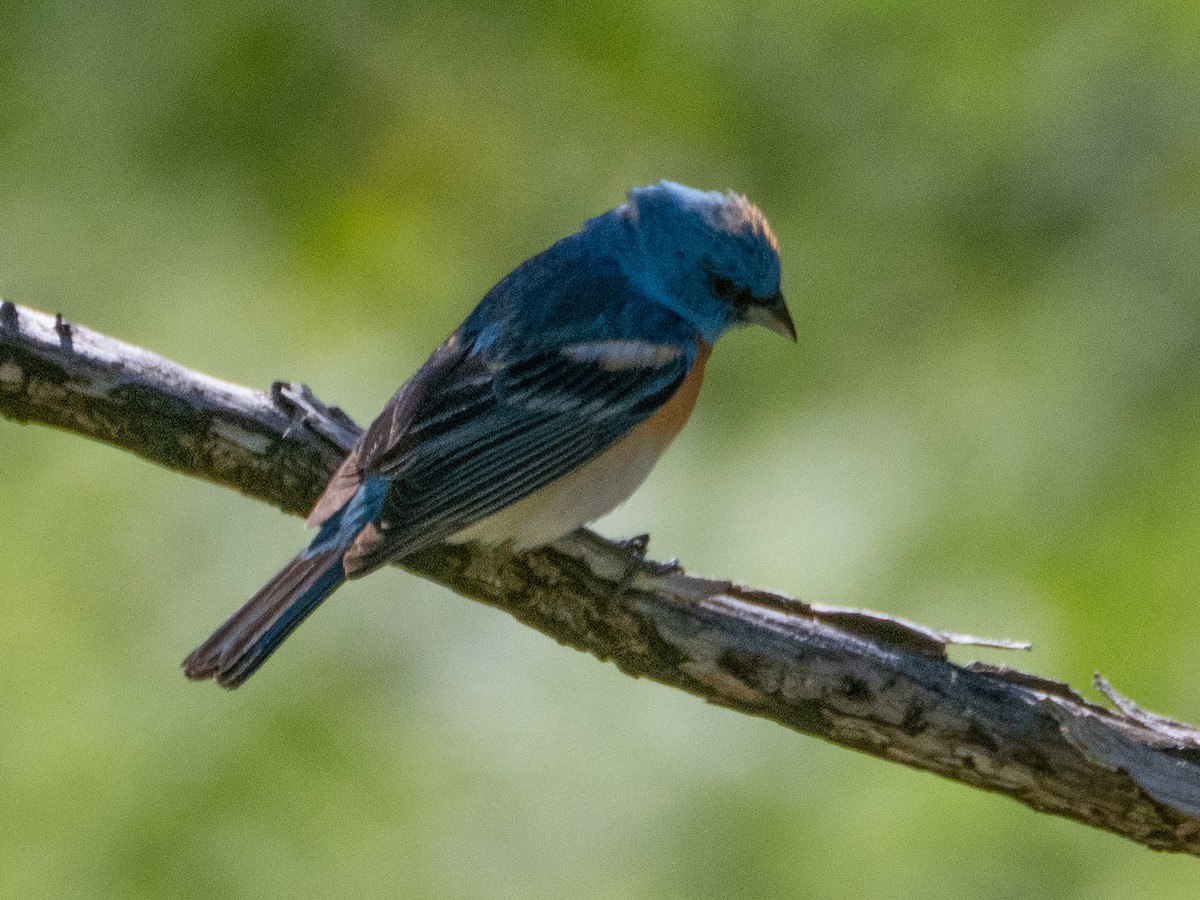 Lazuli Bunting - ML621078734