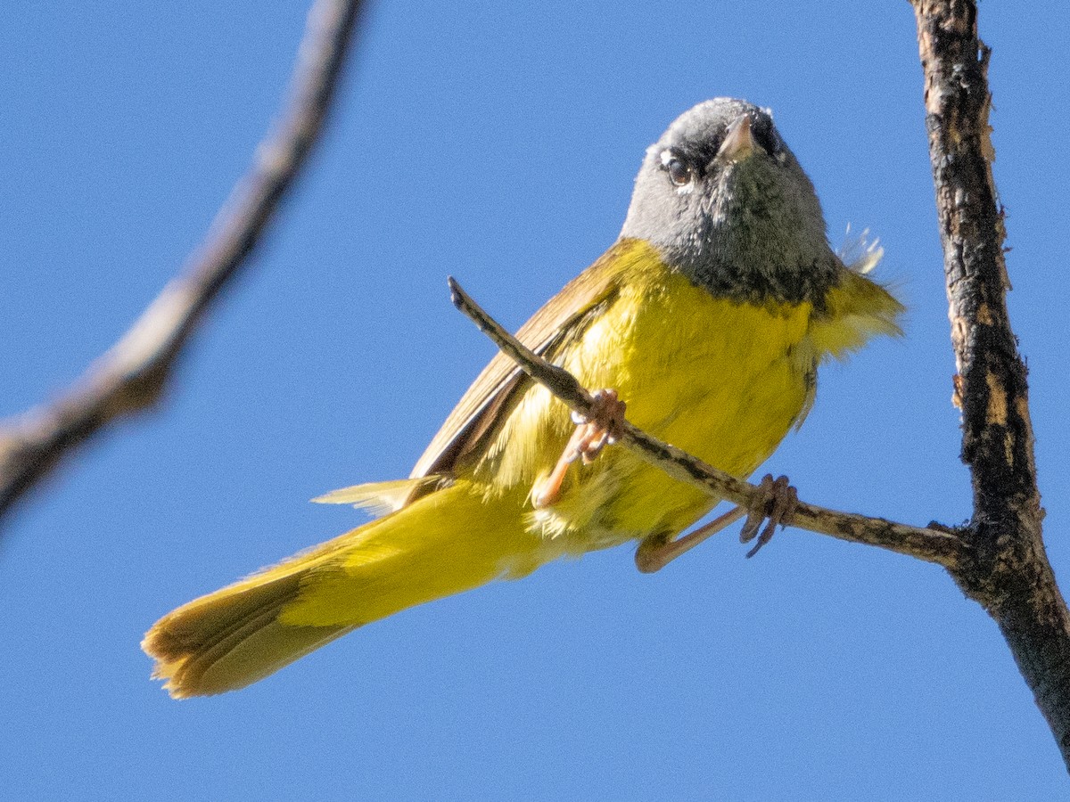 MacGillivray's Warbler - ML621078742