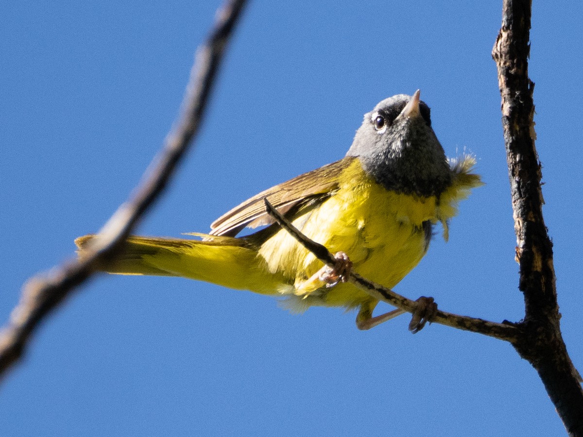 MacGillivray's Warbler - ML621078743