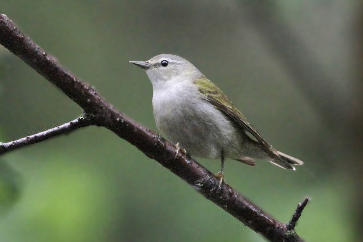 Tennessee Warbler - ML621078756