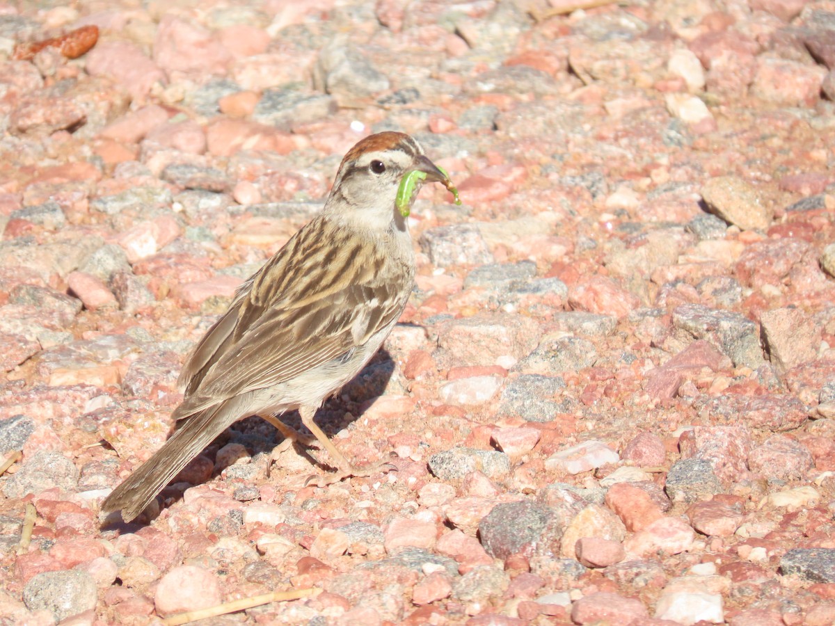 Chipping Sparrow - ML621078768