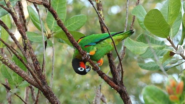 Orange-cheeked Parrot - ML621078777