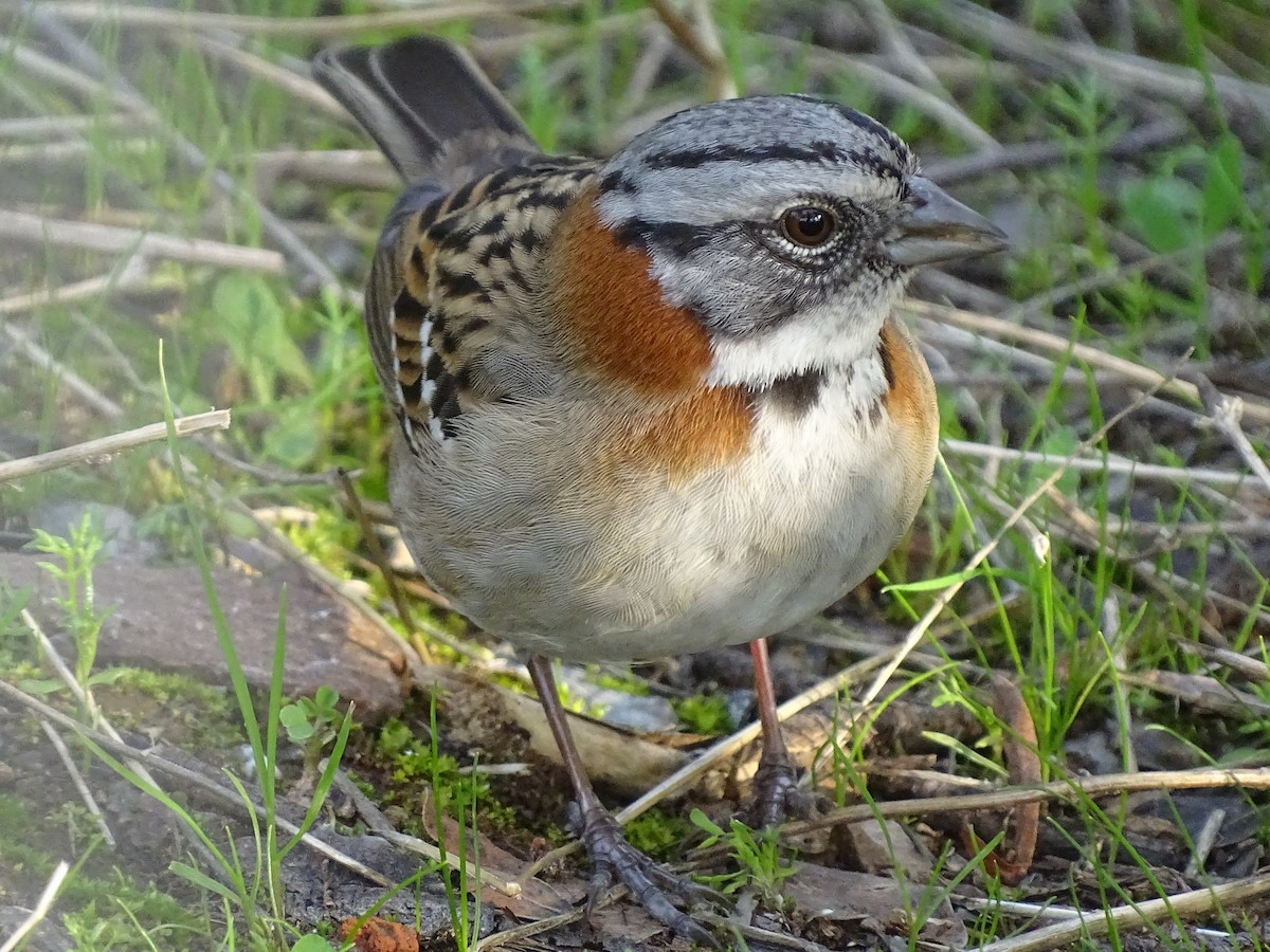 Rufous-collared Sparrow - ML621078924