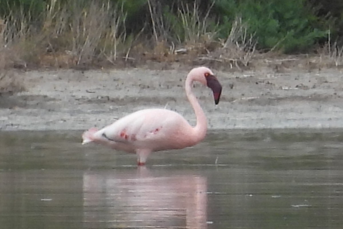 Lesser Flamingo - ML621078939