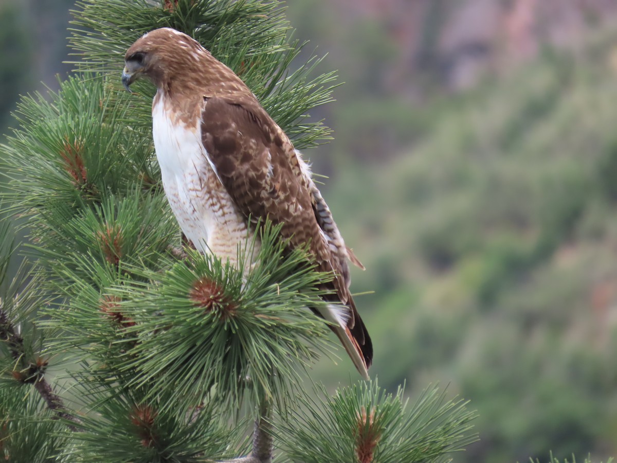 Red-tailed Hawk - ML621078971