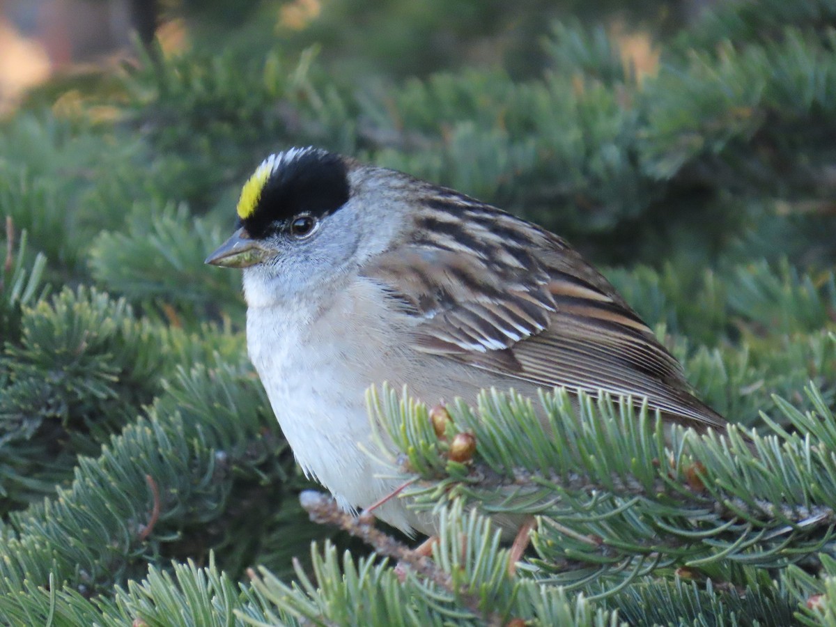 Golden-crowned Sparrow - ML621078973