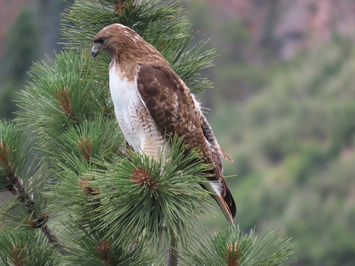 Red-tailed Hawk - ML621078974
