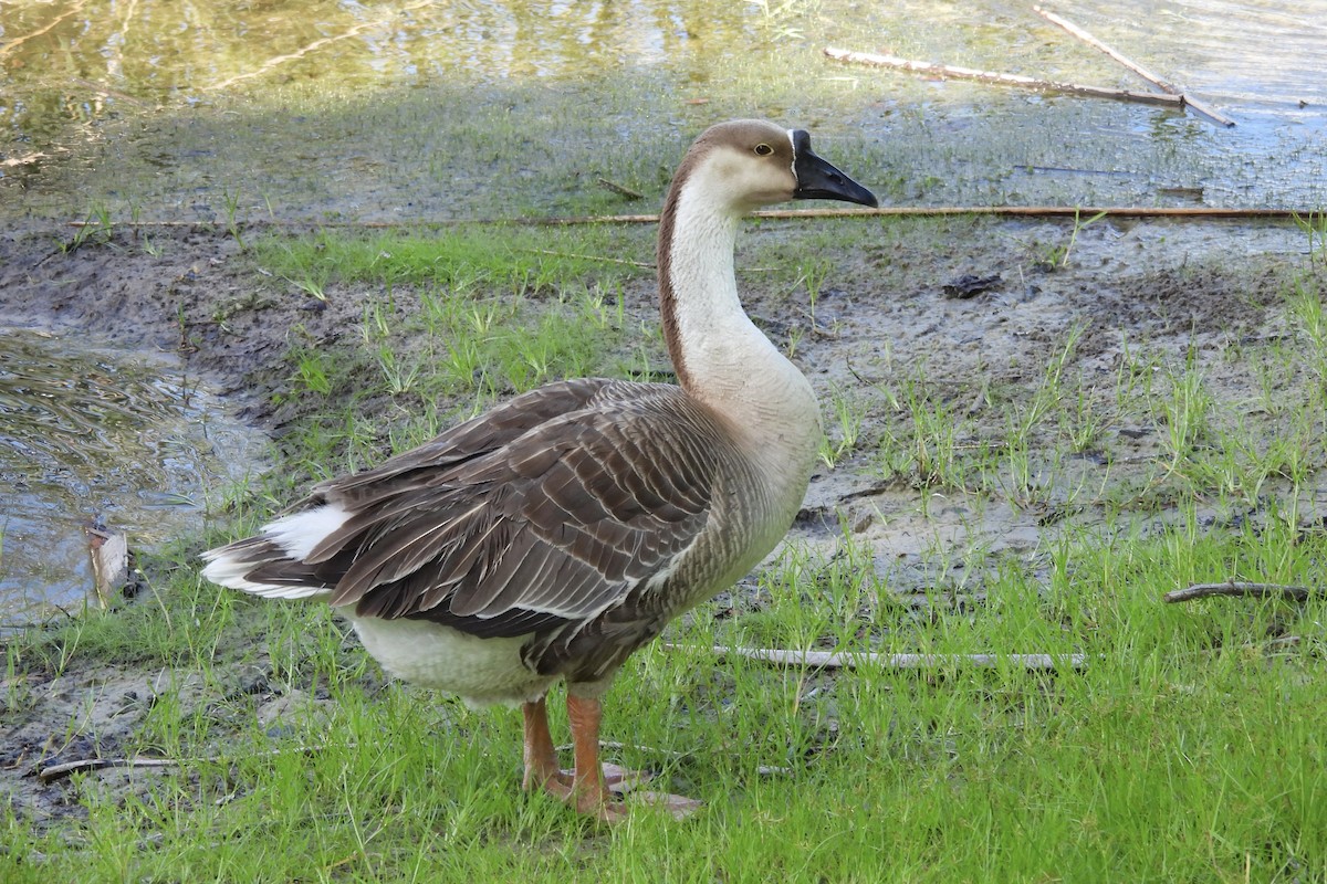 Swan Goose (Domestic type) - ML621078975