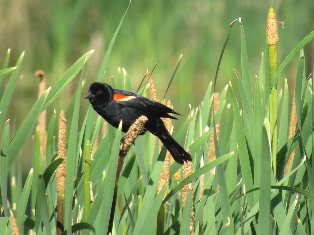 Red-winged Blackbird - ML621078992