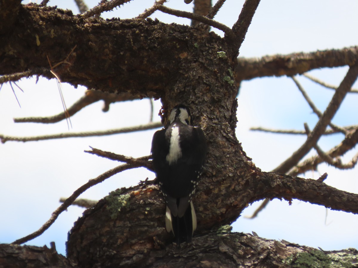 Hairy Woodpecker - ML621078999