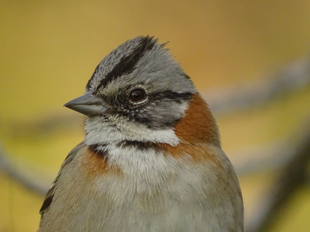 Rufous-collared Sparrow - ML621079011