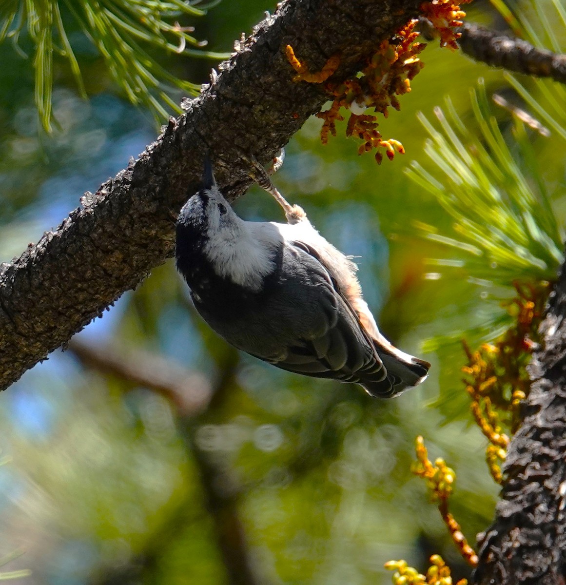 White-breasted Nuthatch - ML621079059