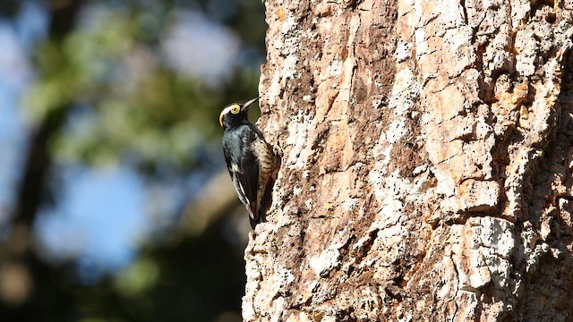 Yellow-tufted Woodpecker - ML621079072