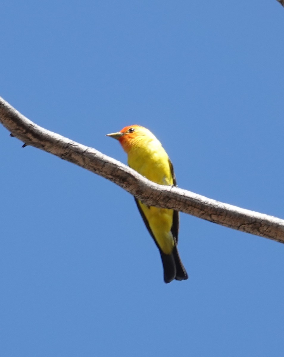 Western Tanager - ML621079099