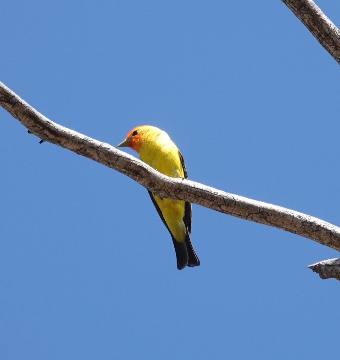 Western Tanager - ML621079100