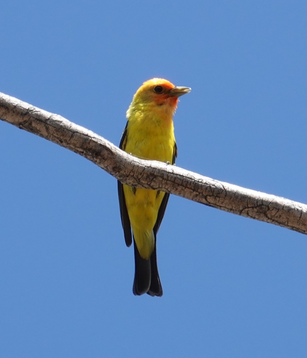 Western Tanager - ML621079101