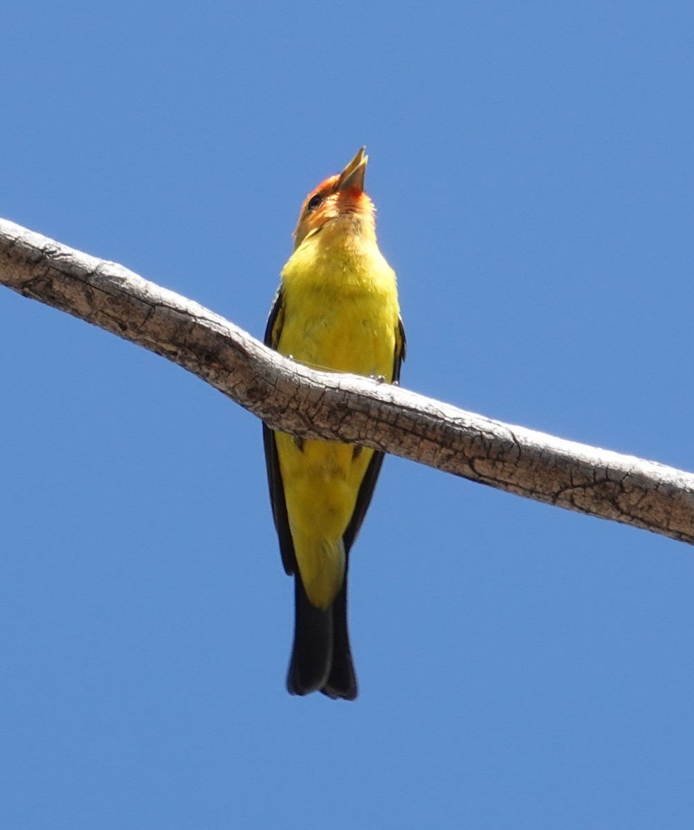Western Tanager - ML621079102