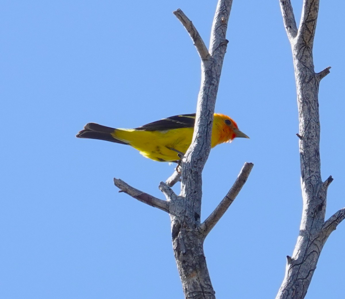 Western Tanager - ML621079103