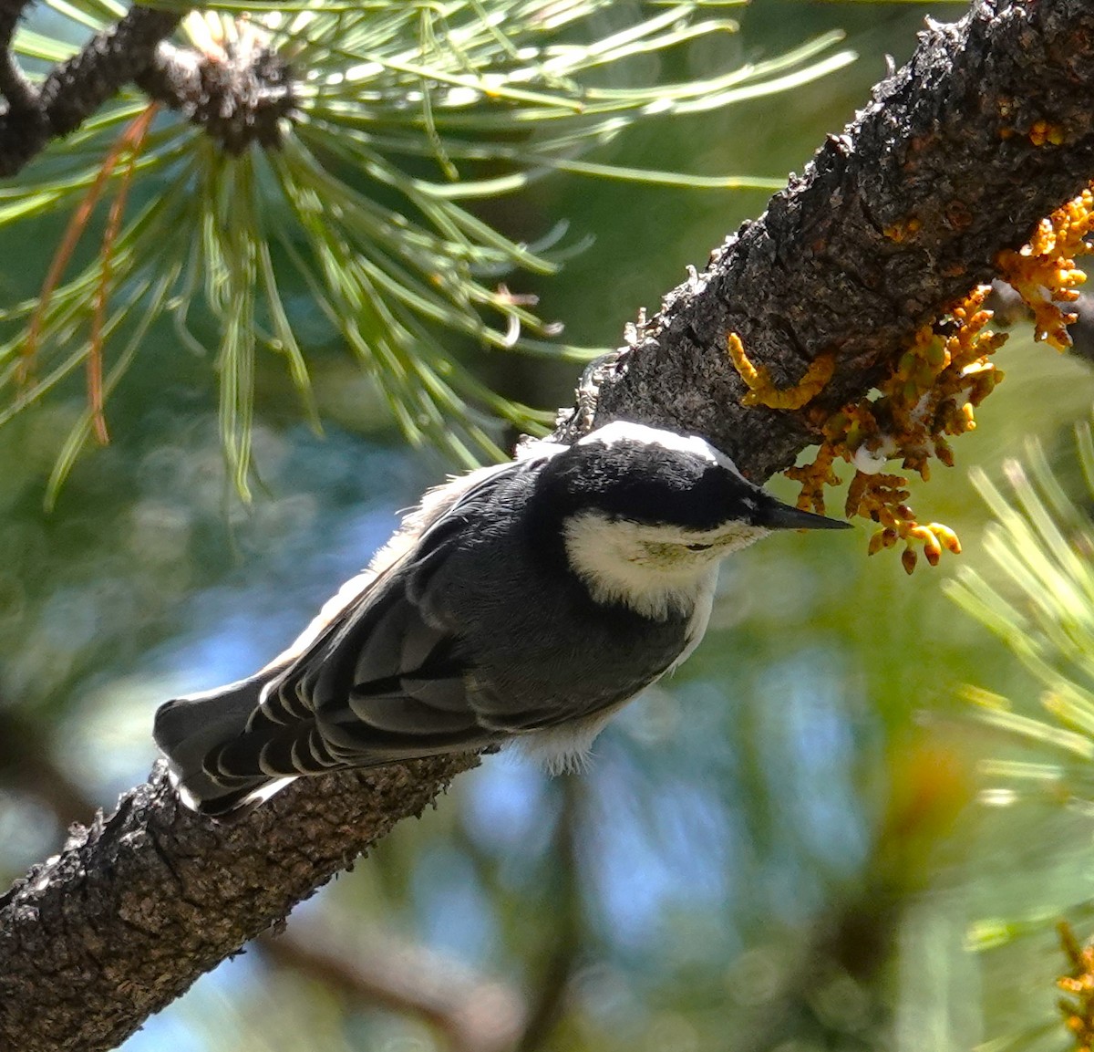 White-breasted Nuthatch - ML621079120