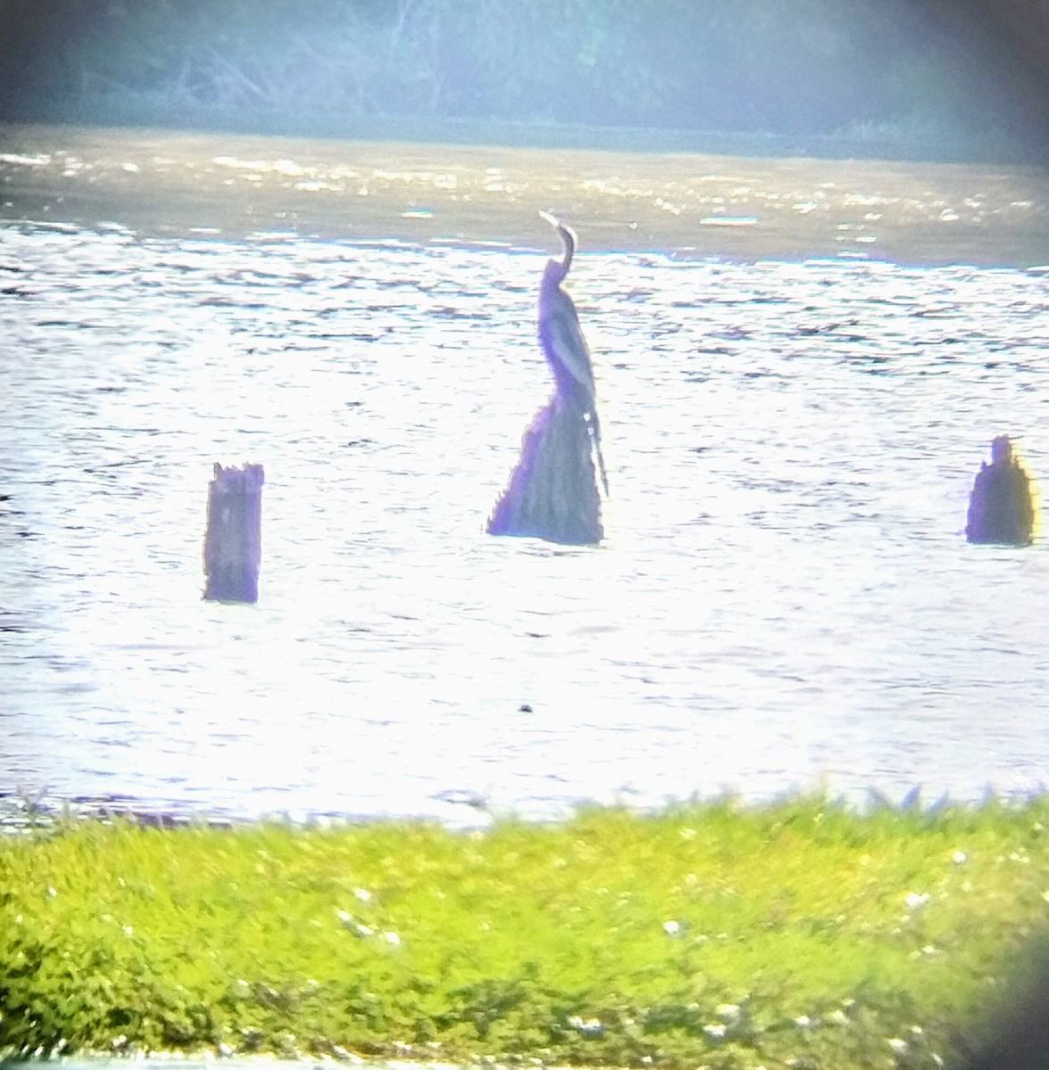 アメリカヘビウ - ML621079163