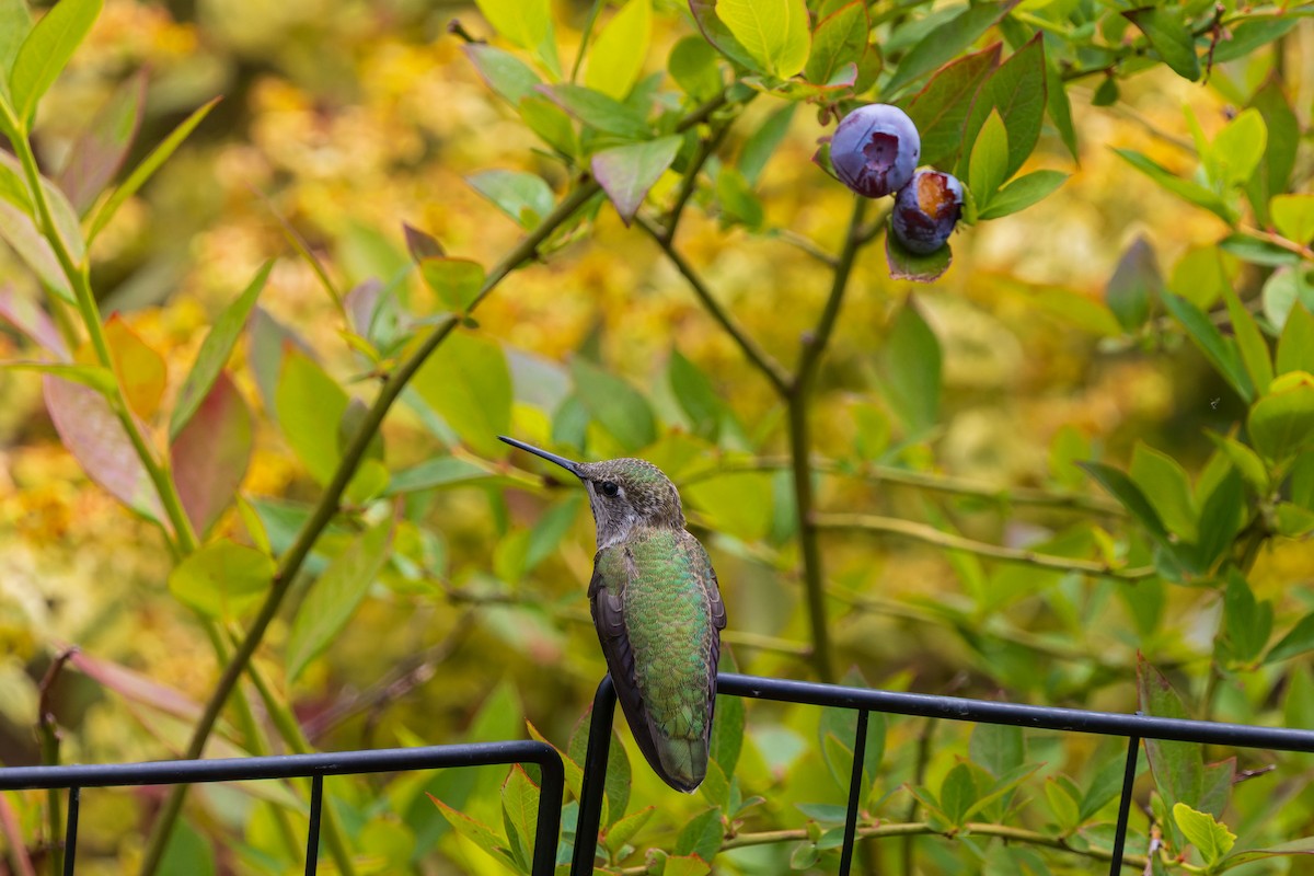 Anna's Hummingbird - ML621079169