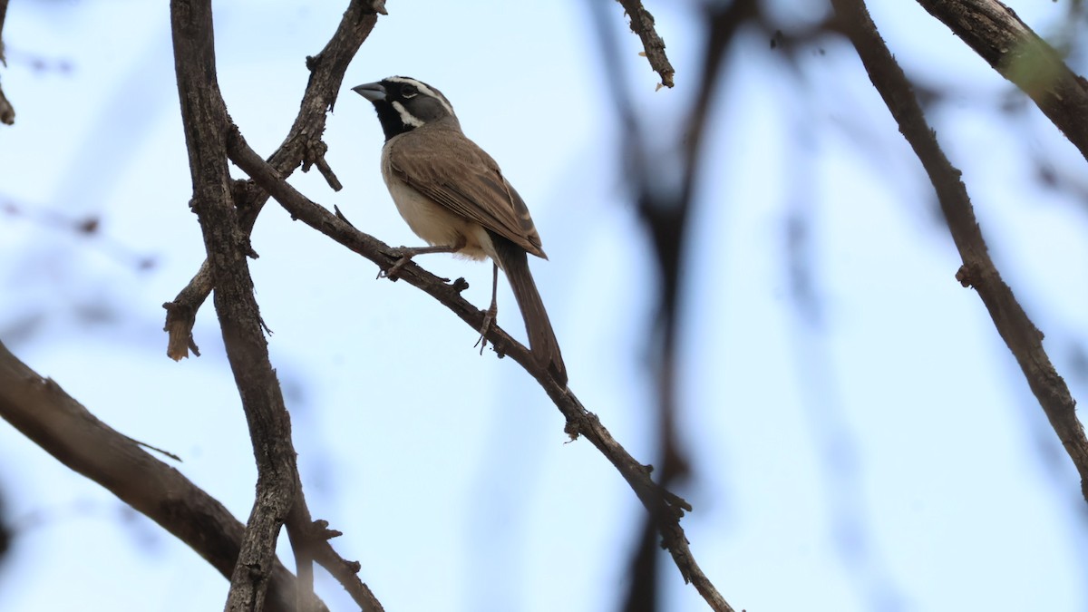 Black-throated Sparrow - ML621079198