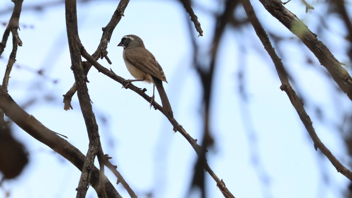 Black-throated Sparrow - ML621079199