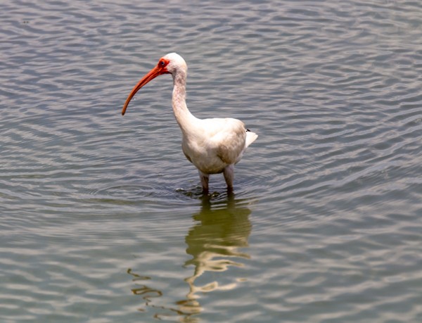 ibis bílý - ML621079289