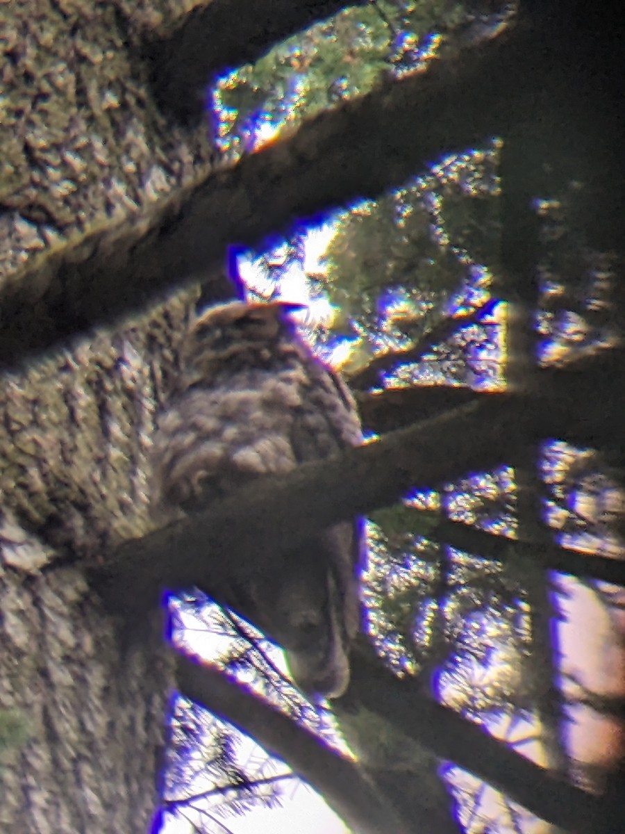 Great Horned Owl - ML621079307