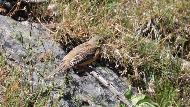 Ortolan Bunting - ML621079338