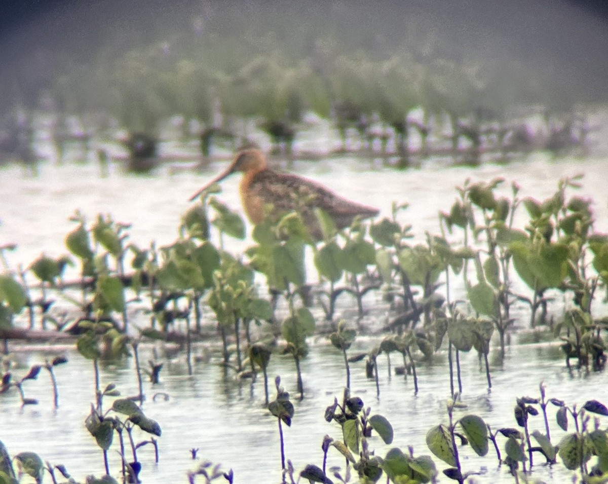 Short-billed Dowitcher - ML621079362