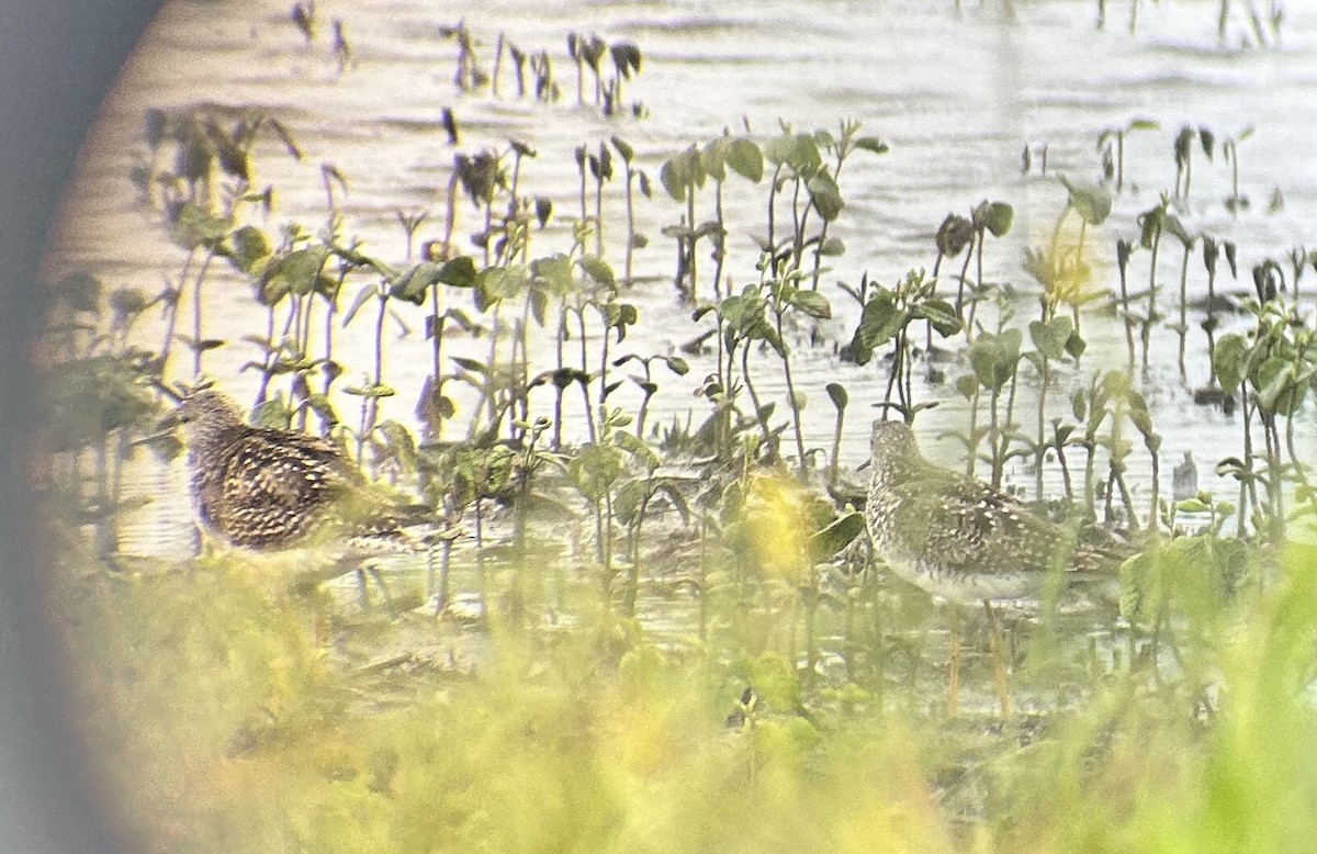 Lesser Yellowlegs - ML621079376