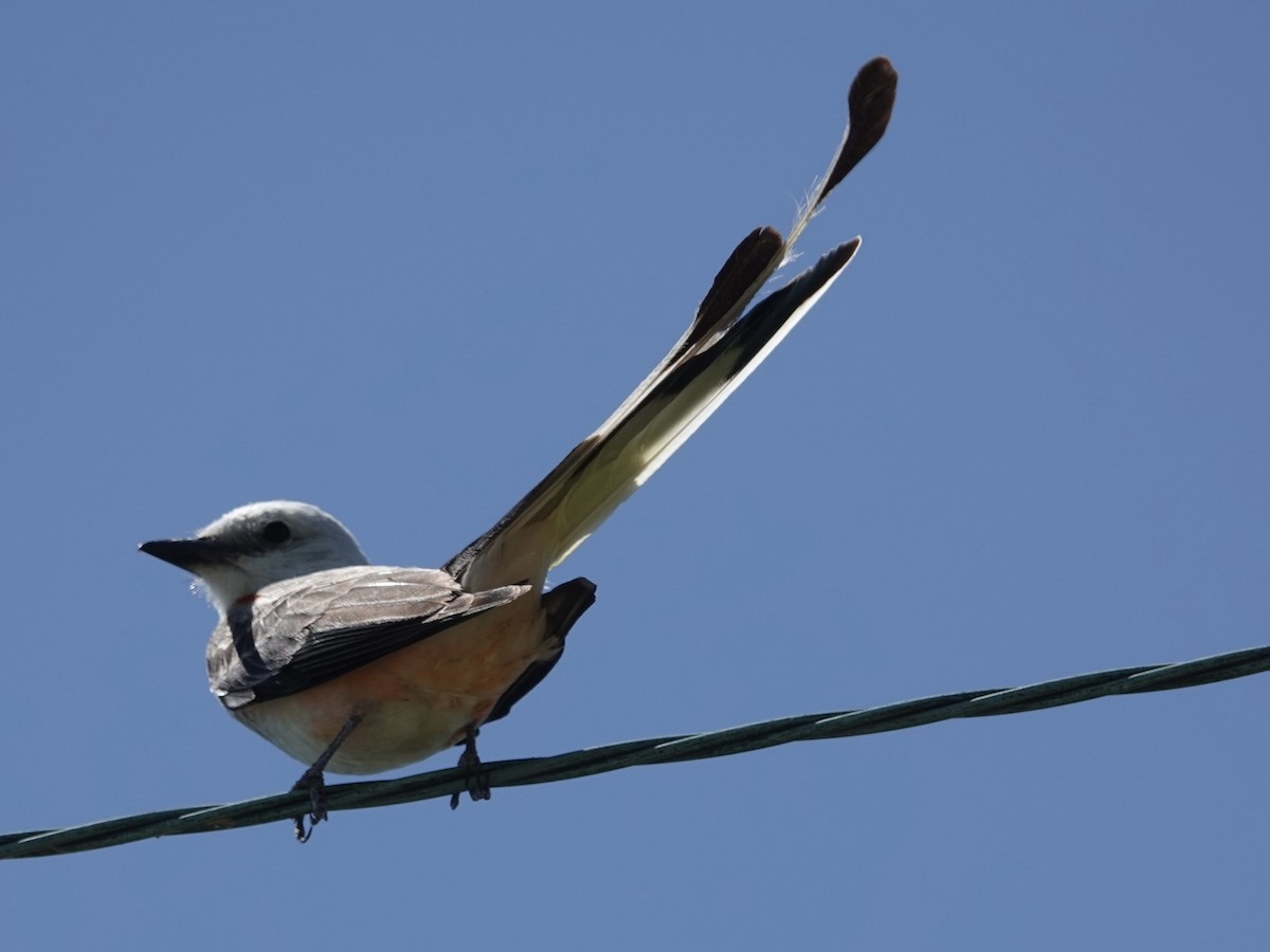 Scissor-tailed Flycatcher - Lottie Bushmann