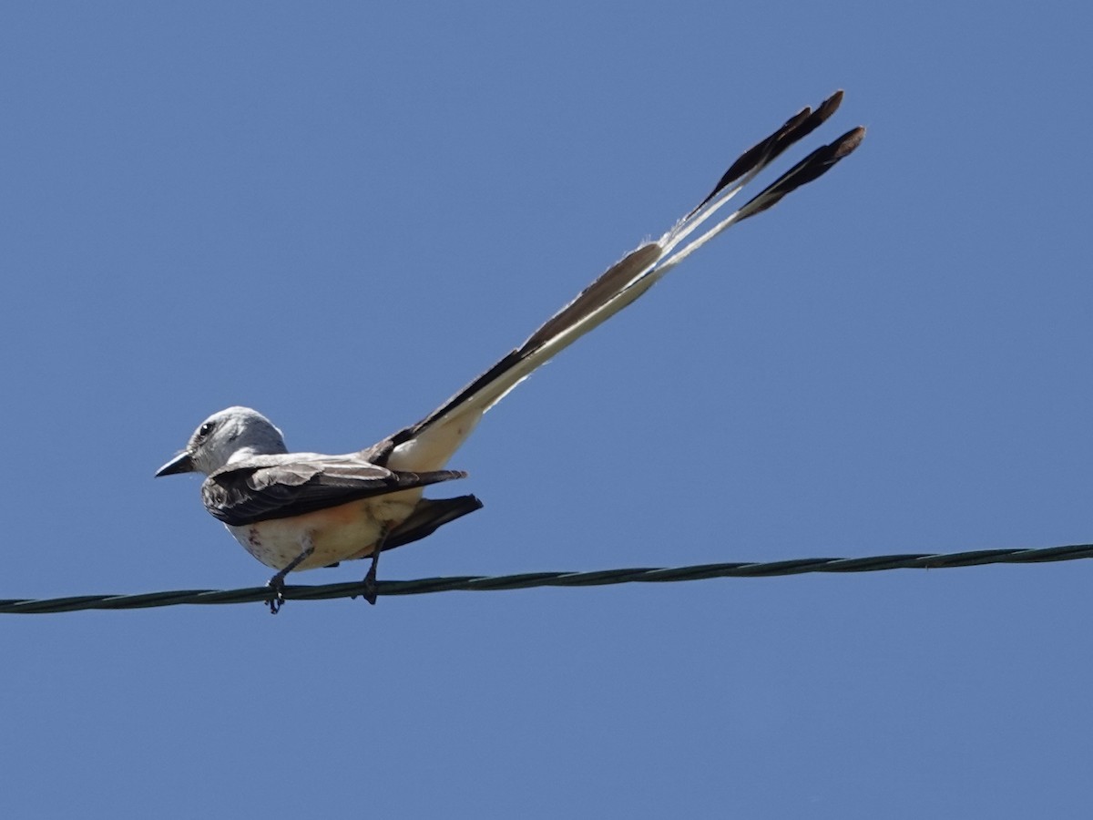 Scissor-tailed Flycatcher - ML621079389