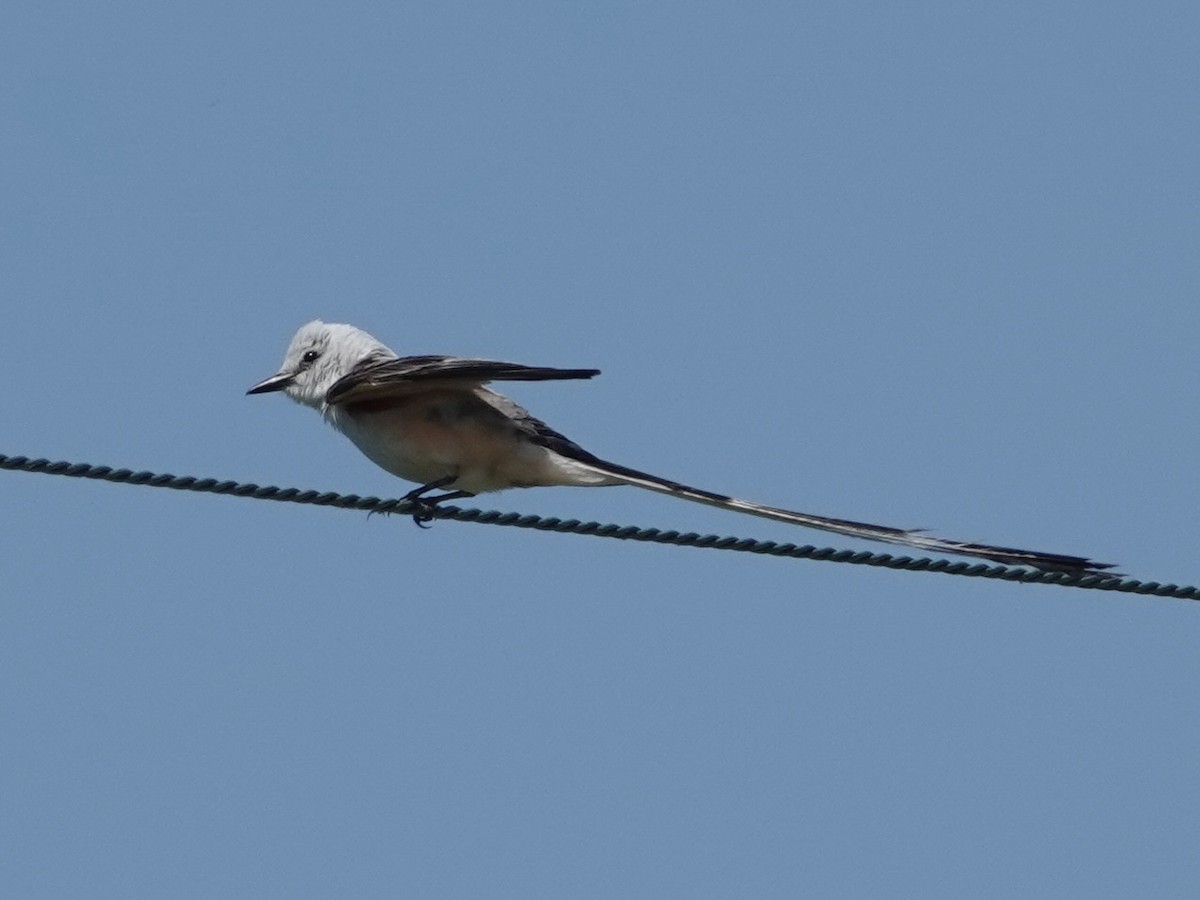 Scissor-tailed Flycatcher - Lottie Bushmann