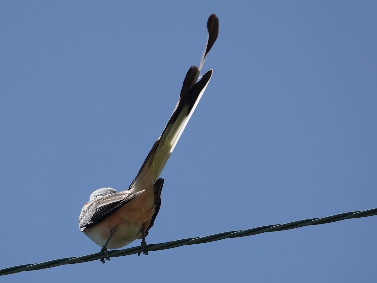 Scissor-tailed Flycatcher - ML621079395