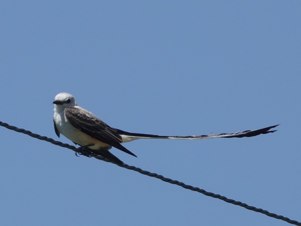 Scissor-tailed Flycatcher - ML621079396