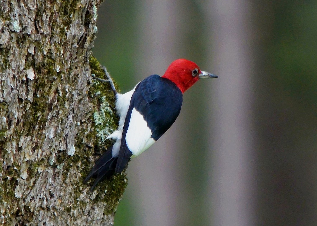 Red-headed Woodpecker - ML621079419