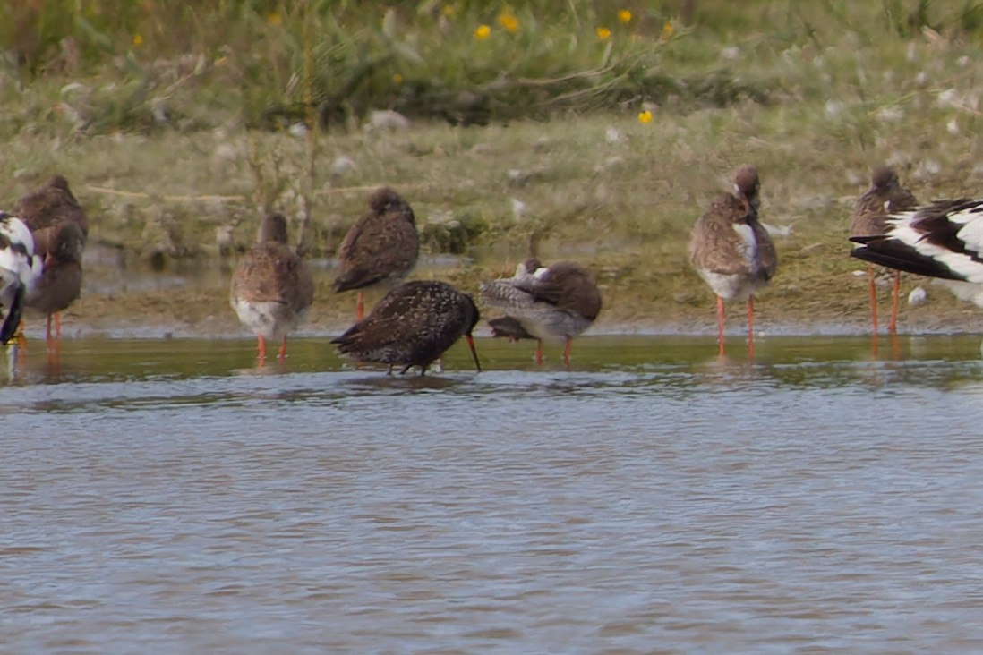 Spotted Redshank - ML621079425