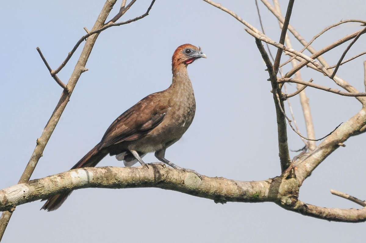 Chestnut-headed Chachalaca - ML621079437