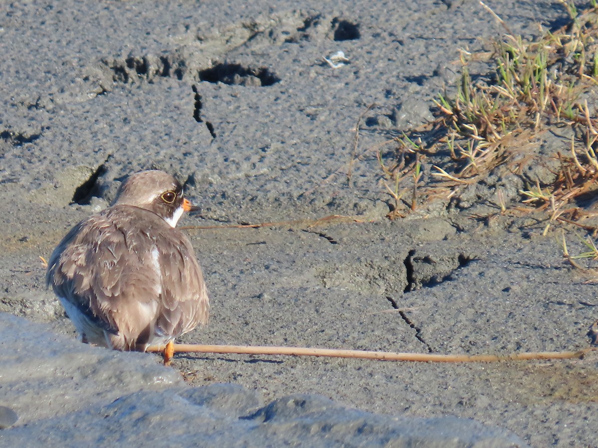 Semipalmated Plover - ML621079439