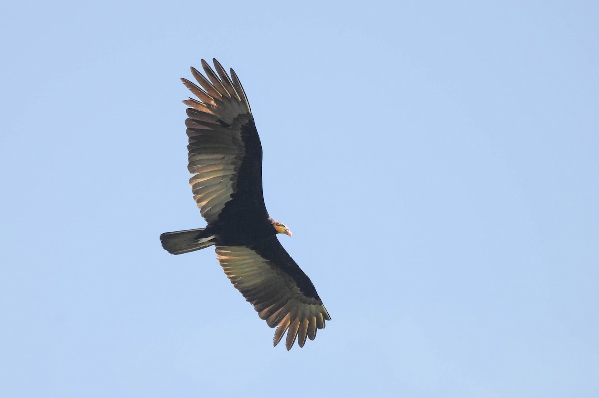 Greater Yellow-headed Vulture - ML621079440