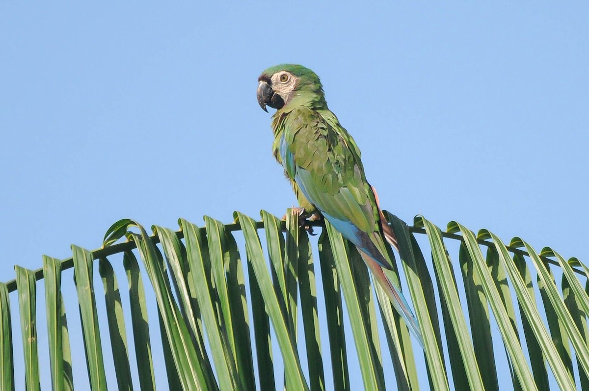 Chestnut-fronted Macaw - ML621079443