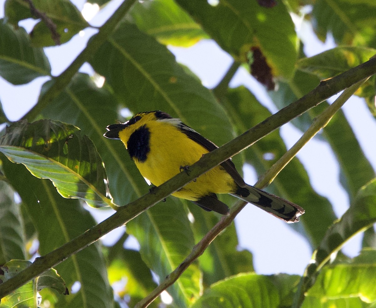 Black-breasted Boatbill - ML621079451