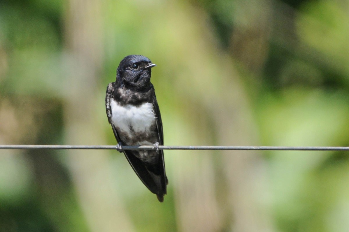White-banded Swallow - ML621079455