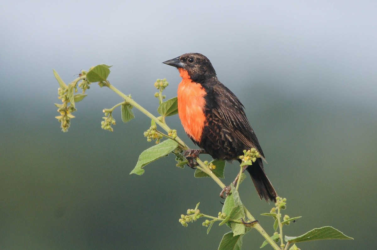 Red-breasted Meadowlark - Guilherme Serpa