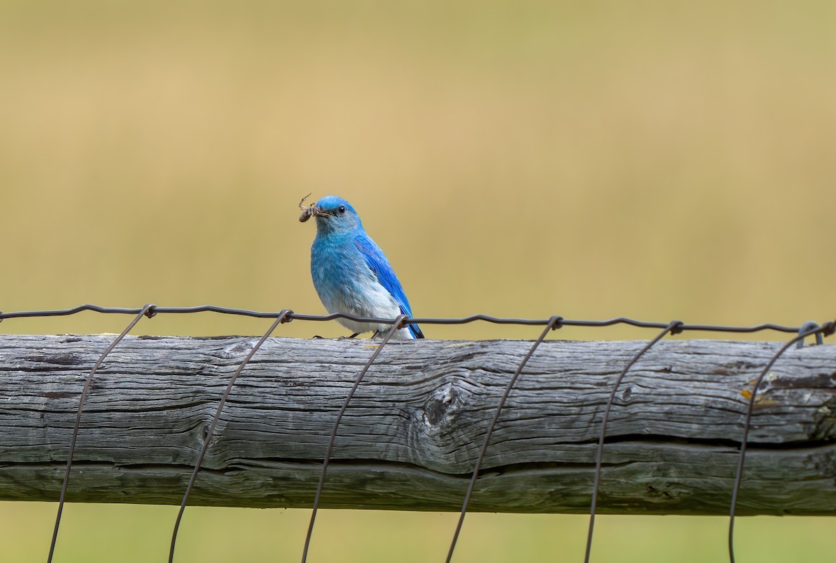 Mountain Bluebird - ML621079469