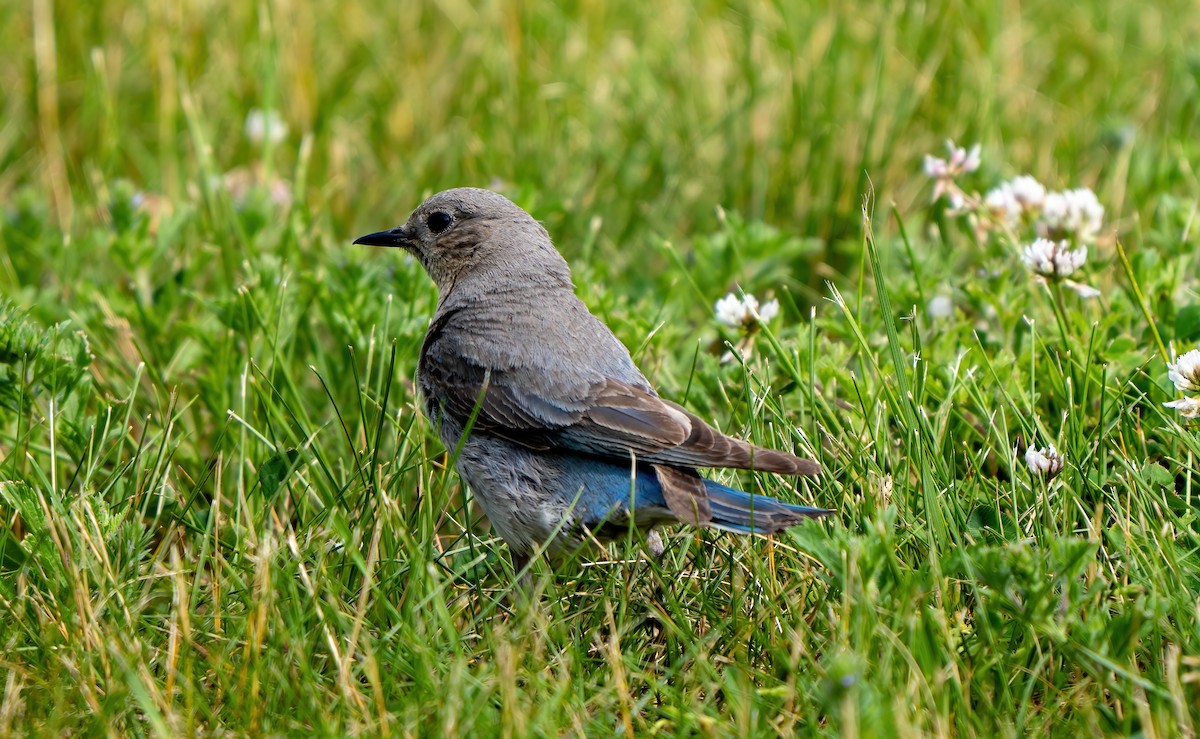 Mountain Bluebird - ML621079471