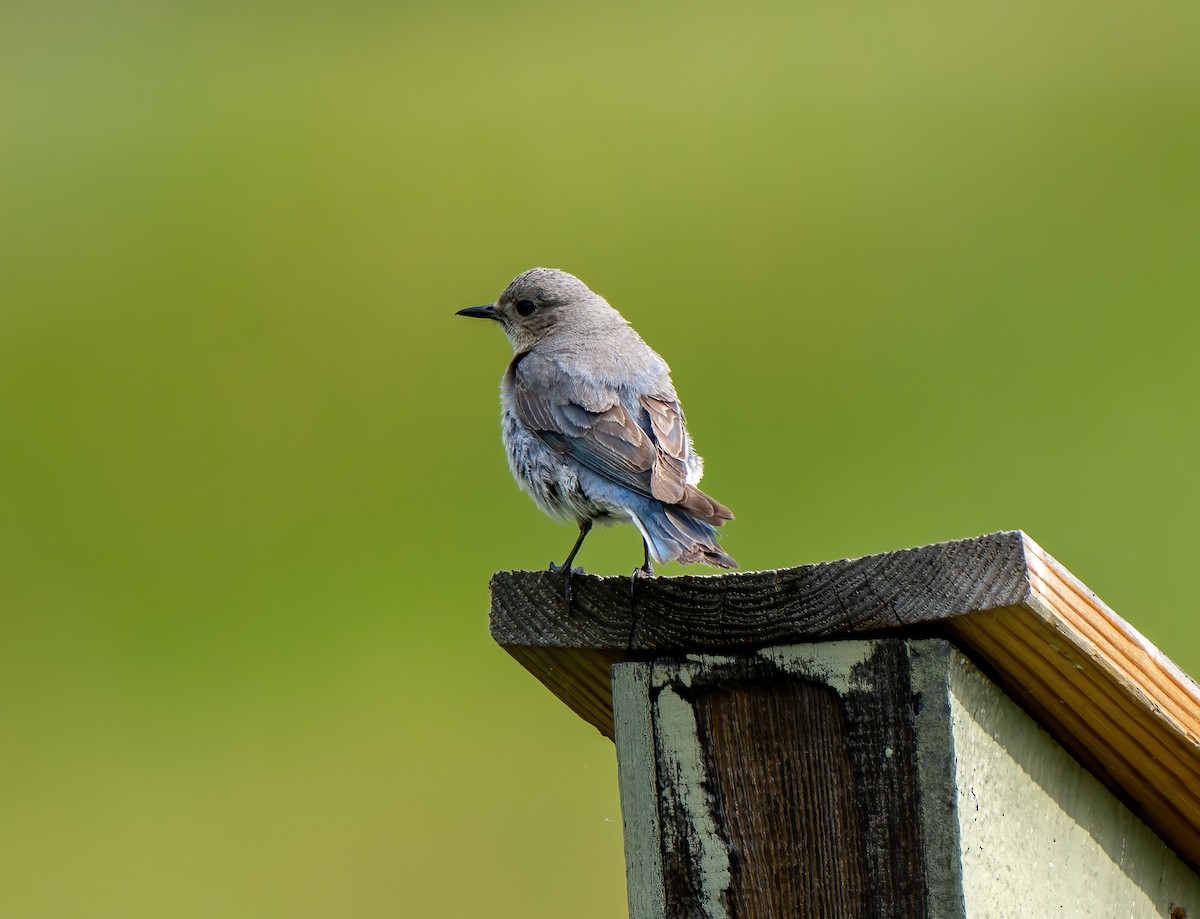 Mountain Bluebird - ML621079475