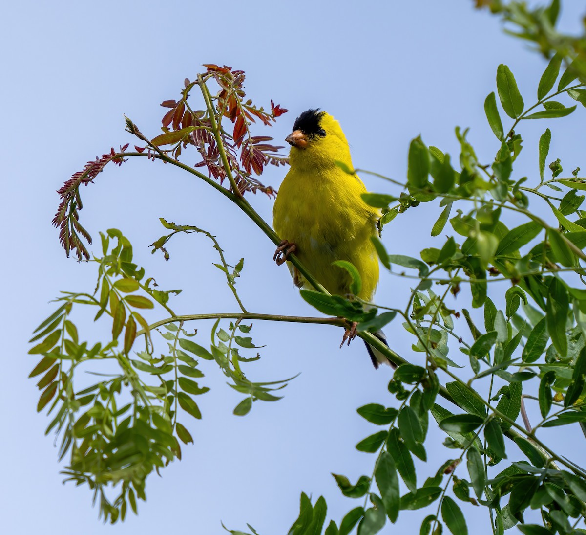 American Goldfinch - ML621079487